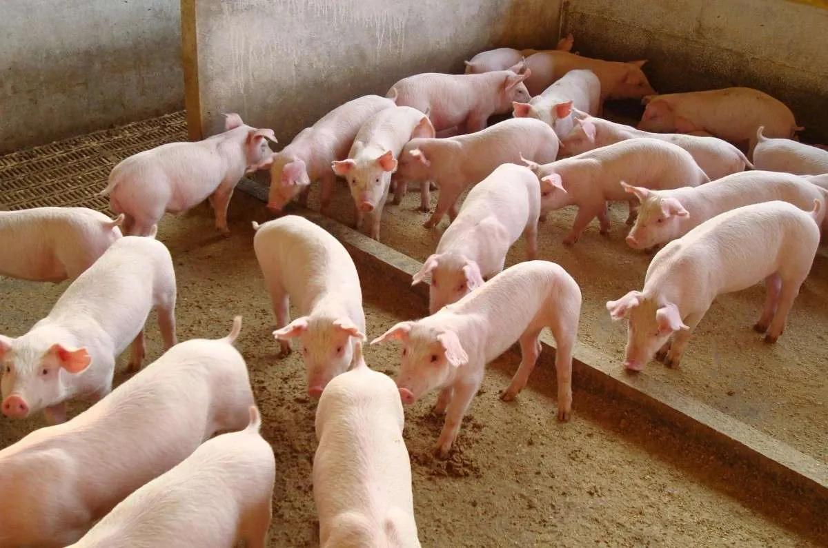 Poder de compra do suinocultor cai frente ao farelo
