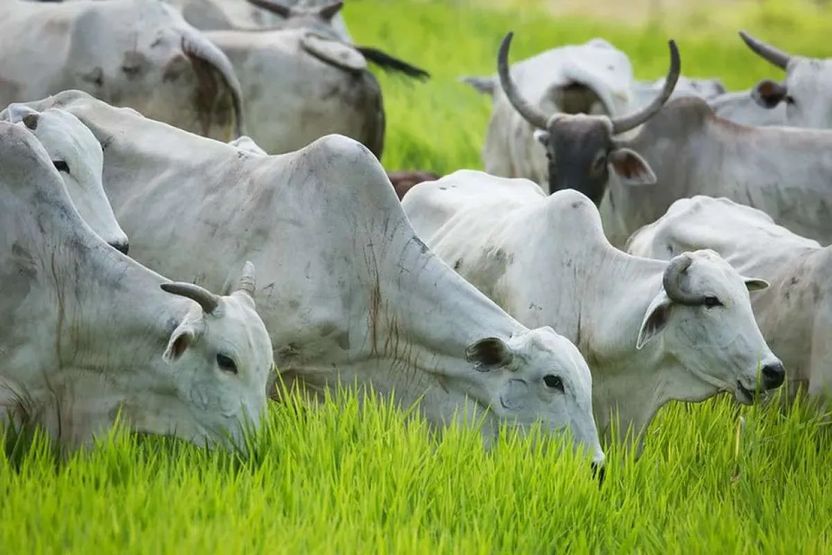 Final de safra no setor de carne bovina registra bons volumes