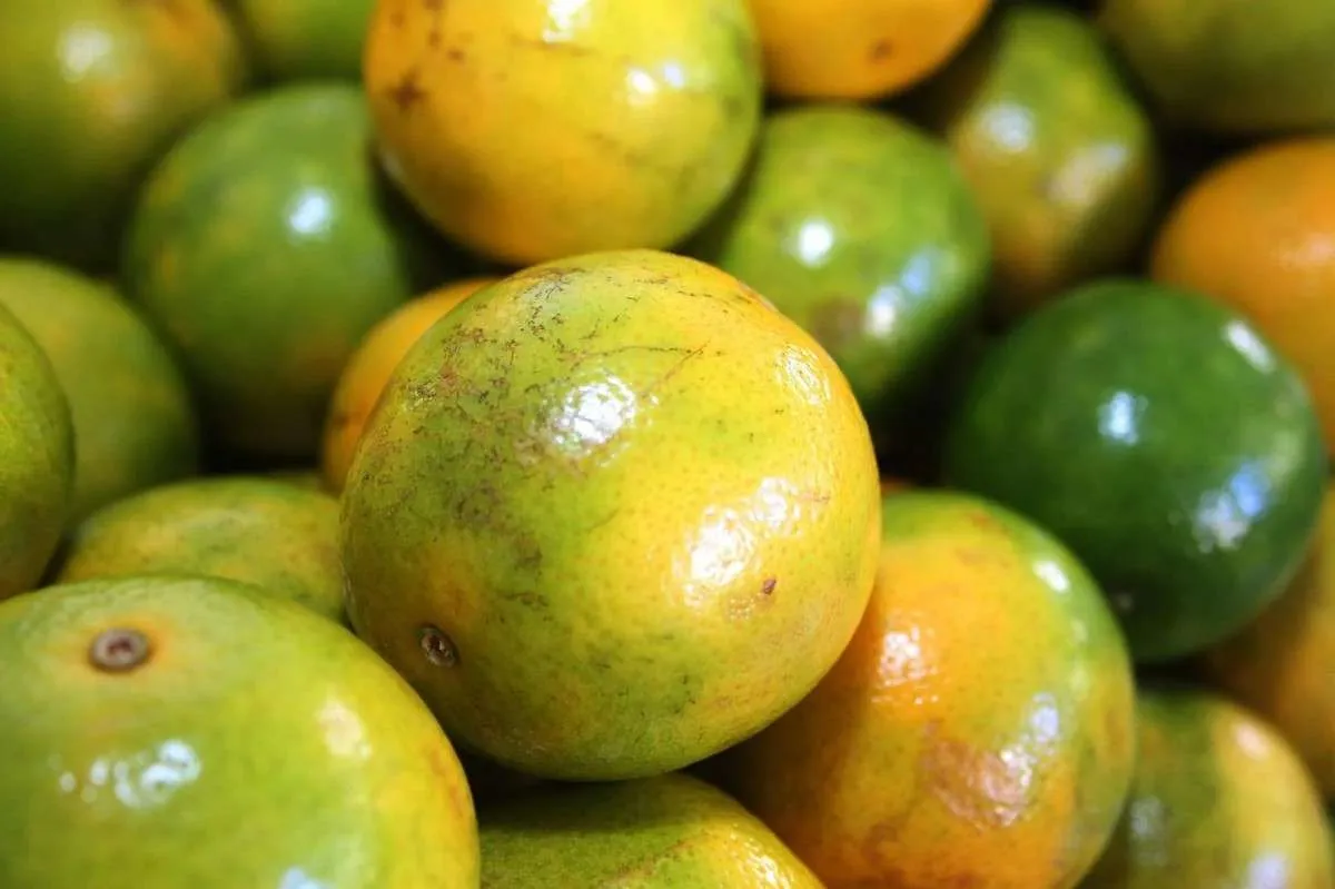 Laranja atinge novo recorde em meio a demanda crescente