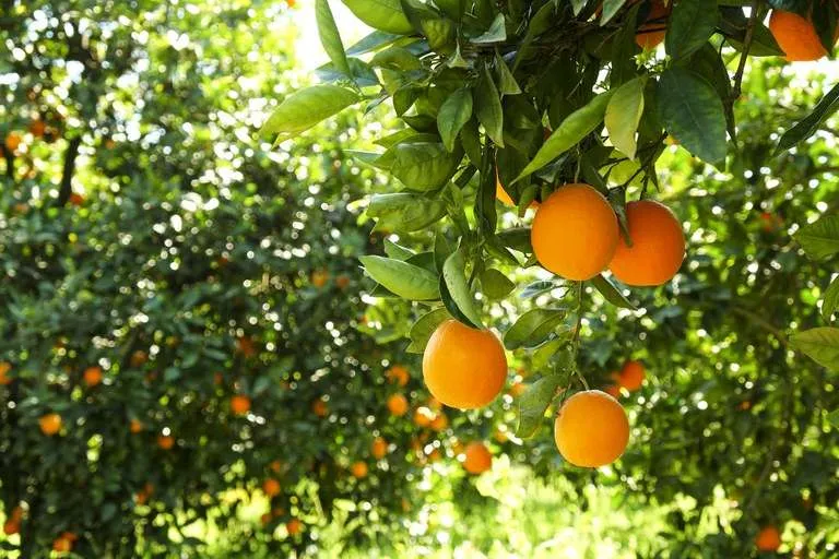 Novamente, oferta da safra 2025/26 de laranjas deve ficar abaixo da demanda