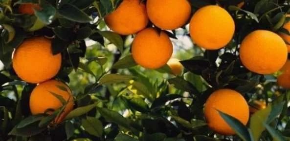 Desenvolvimento da safra 2025/26 de laranja segue positivo