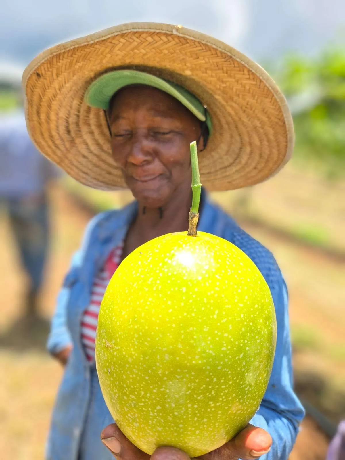 Colheita de maracujá mostra resultados do projeto Fruticultura em Campos Gerais