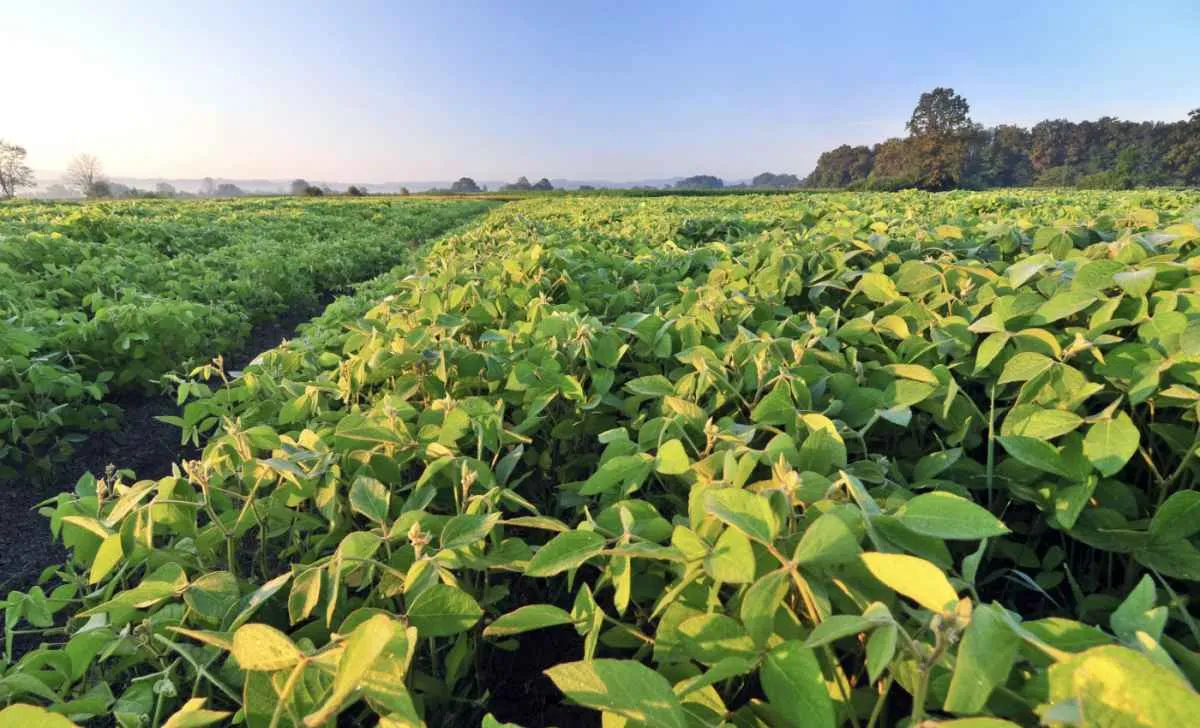 La Niña pode afetar clima e safra no Brasil e no mundo