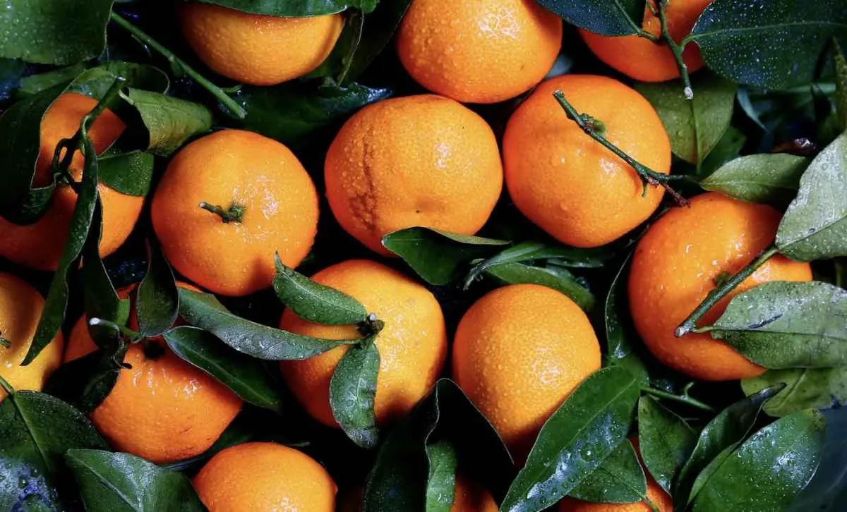 Chuvas favorecem lavouras de laranja, mas volume ainda é insuficiente