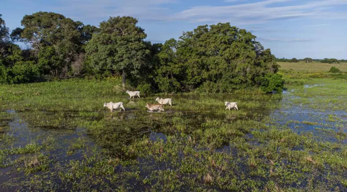Programa fortalece produção sustentável no Pantanal