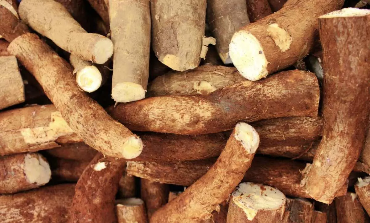 Oferta limitada impulsiona alta dos preços da mandioca