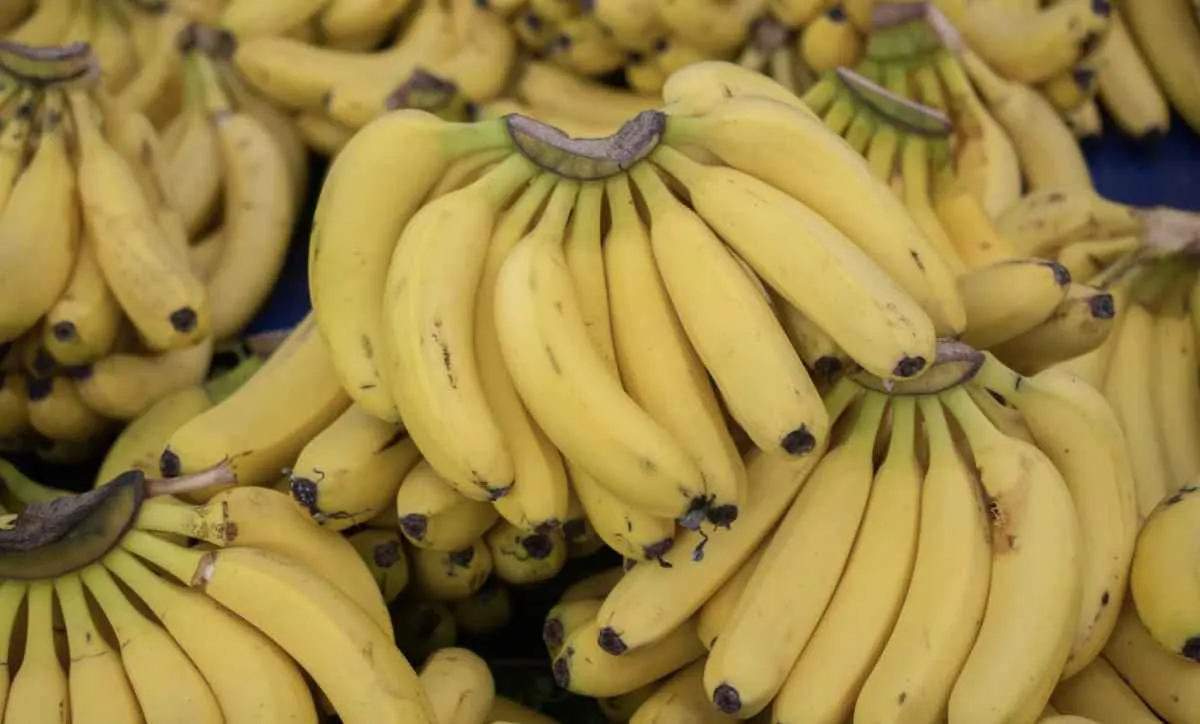 Menor demanda derruba preços da banana no Vale do Ribeira