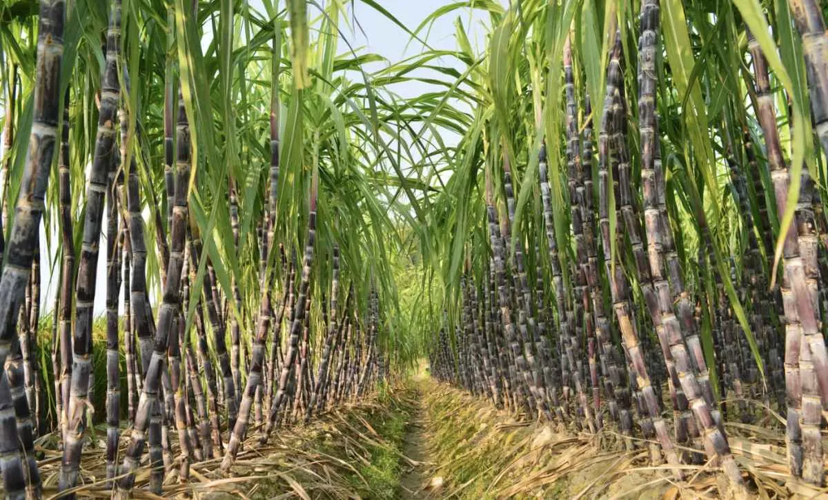 Restrição hídrica reduz produção de cana na safra 2025/26
