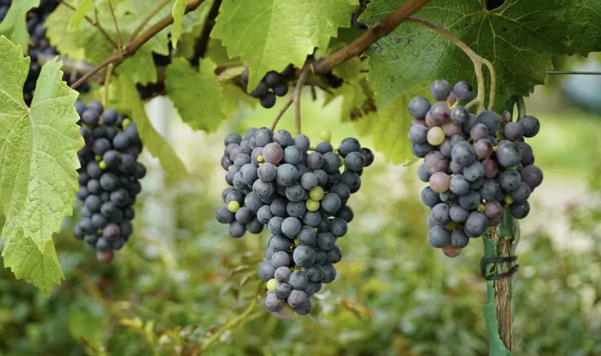 Safra de uva 2026 pode ser afetada por clima atípico no RS