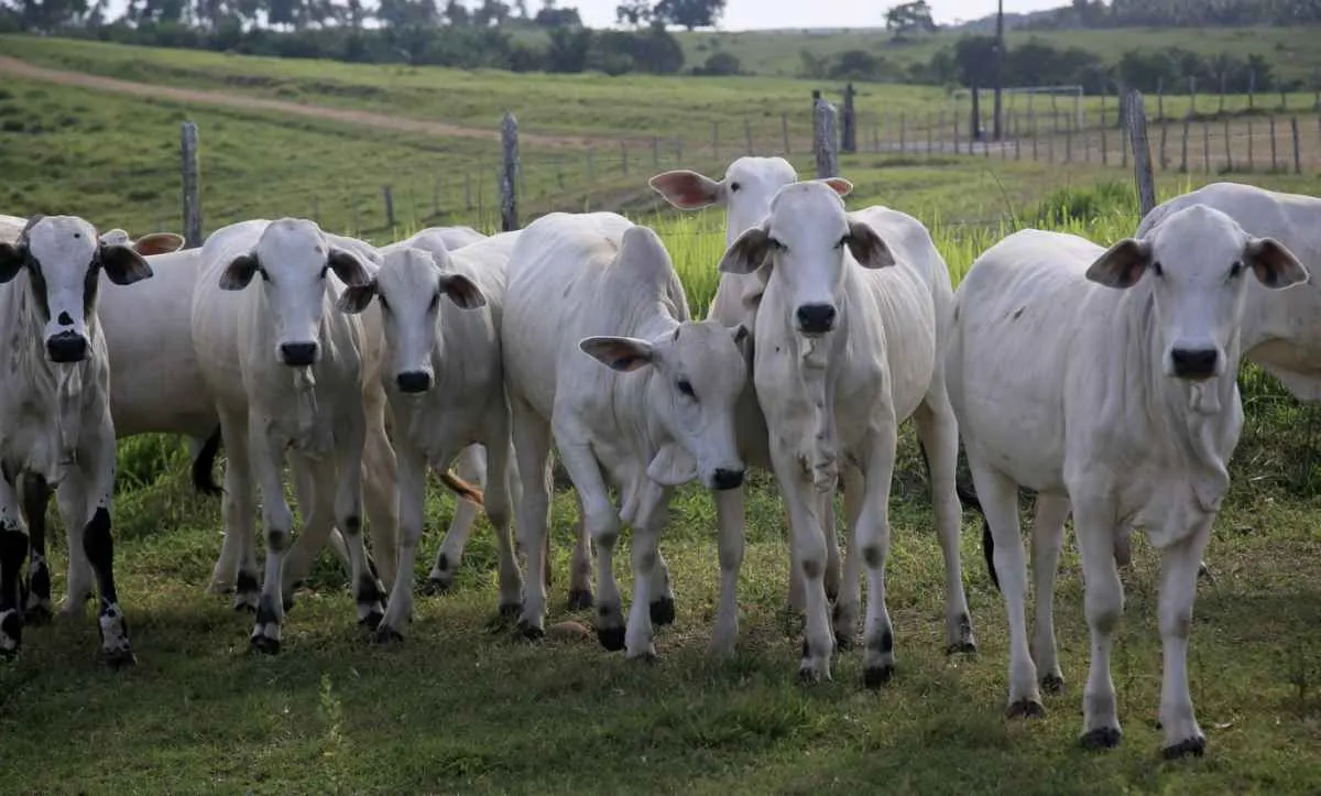 Negociações do boi gordo ganham ritmo, mas preços seguem estáveis
