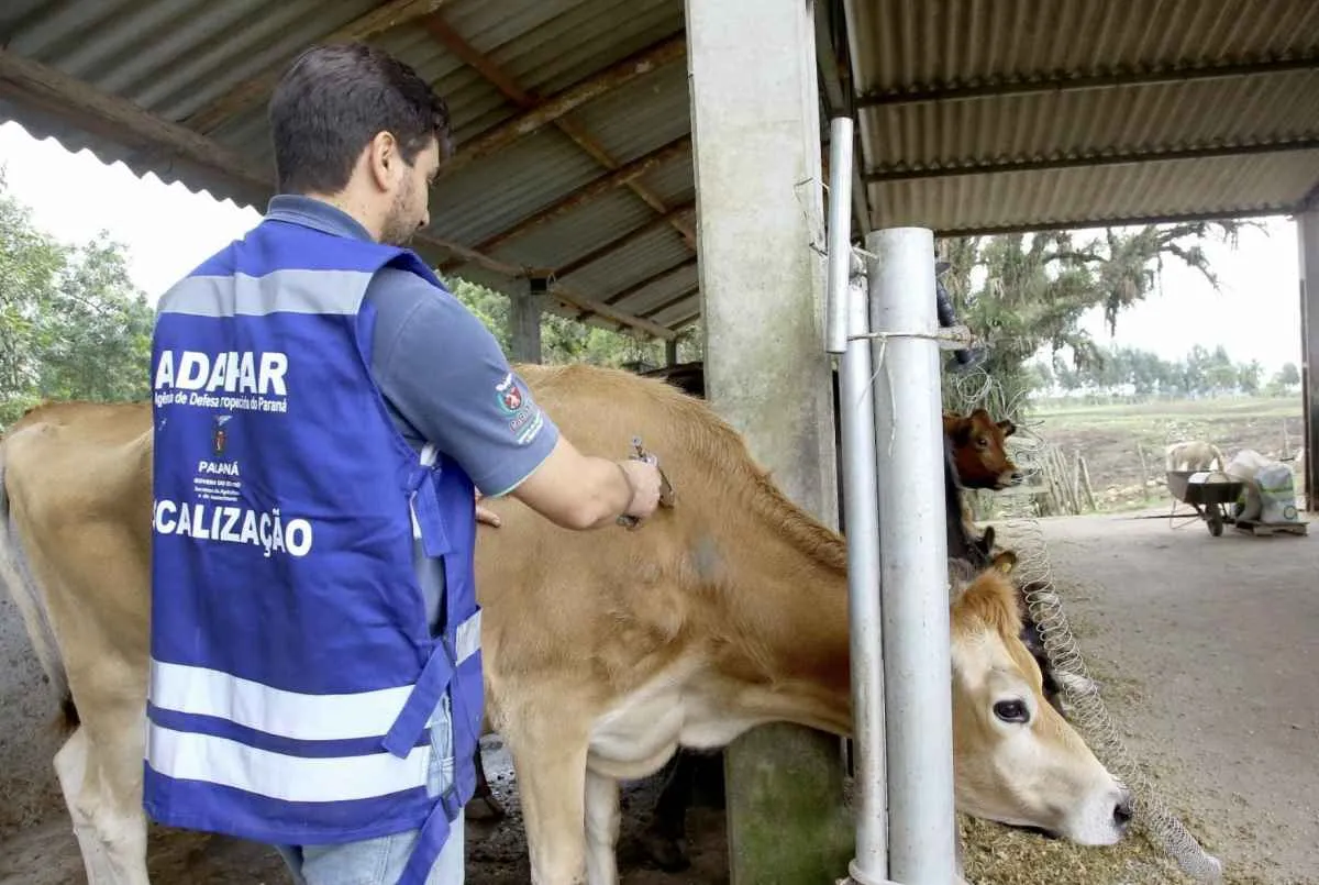 Adapar reforça vacinação para prevenir raiva em herbívoros no Paraná
