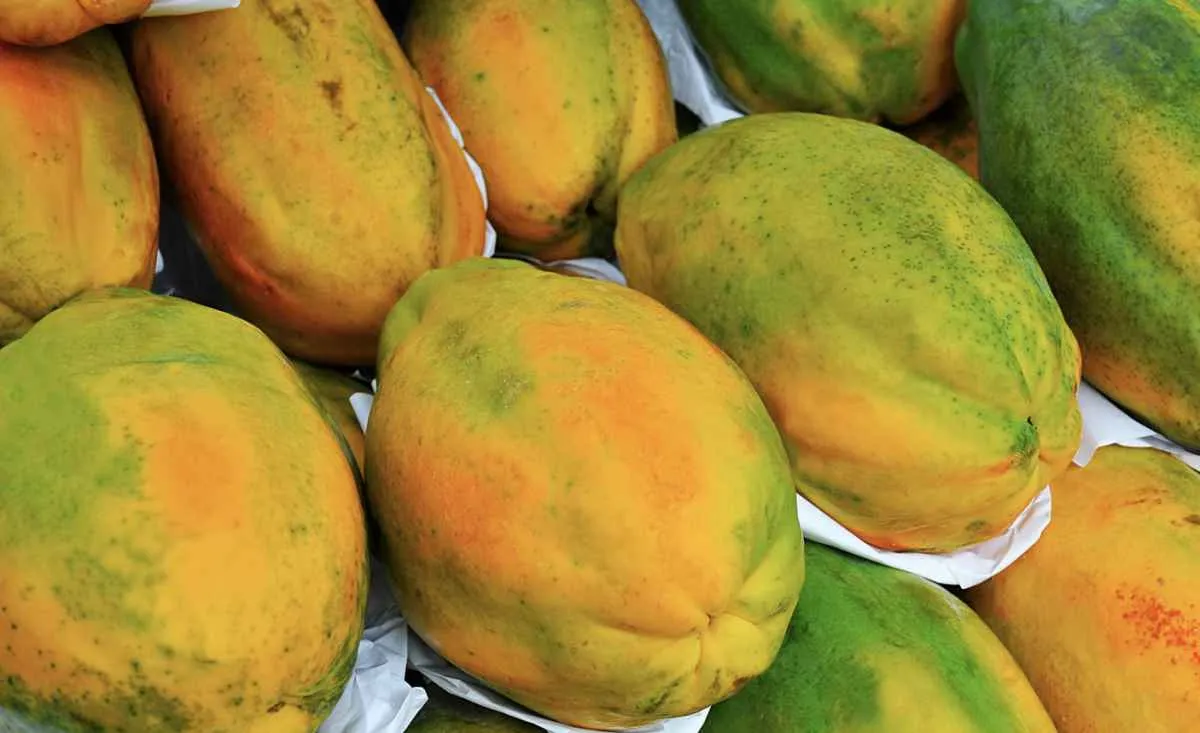 Preços do mamão sobem após semanas de queda