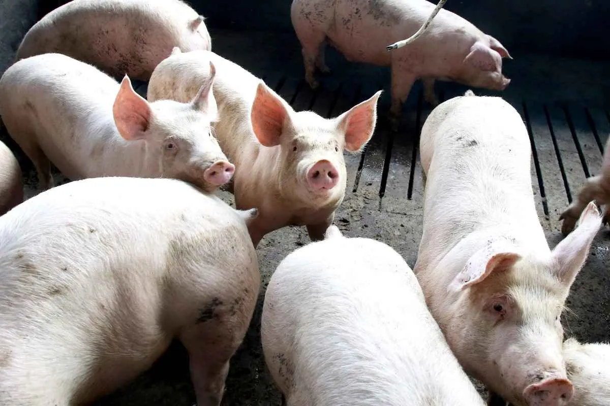 Paraná registra exportações recorde de suínos enquanto setor de leite enfrenta retração