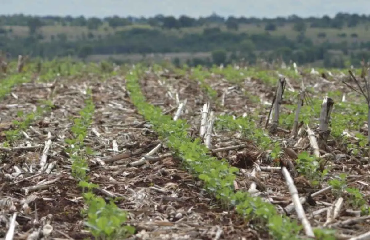 Agro brasileiro impulsiona meta de neutralidade climática