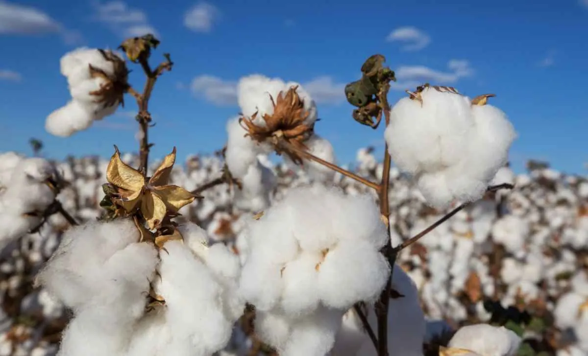 Indicador do algodão em pluma atinge menor valor em 16 anos
