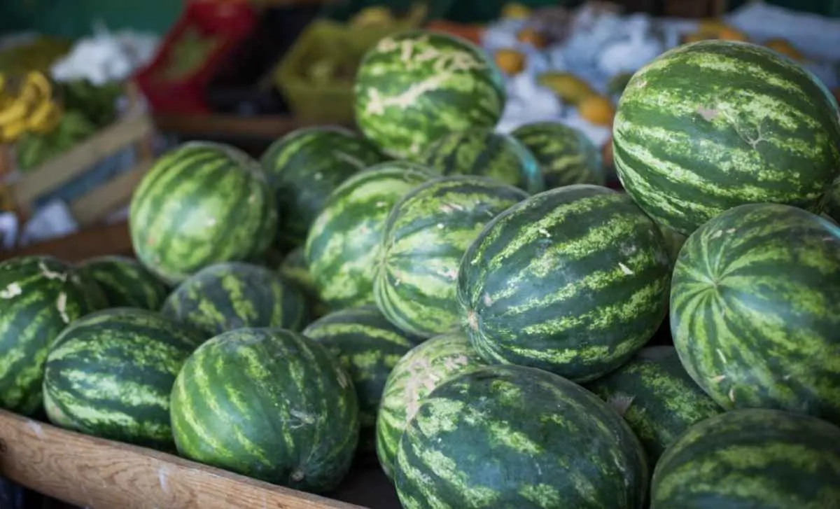 Goiás lidera produção nacional de melancia e bate recorde