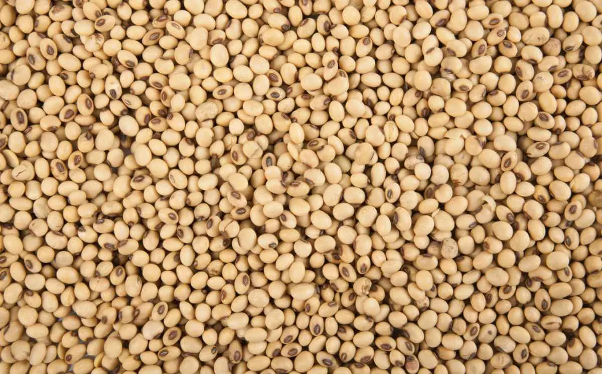Soja segue em alta na CBOT enquanto mercado aguarda relatório do USDA