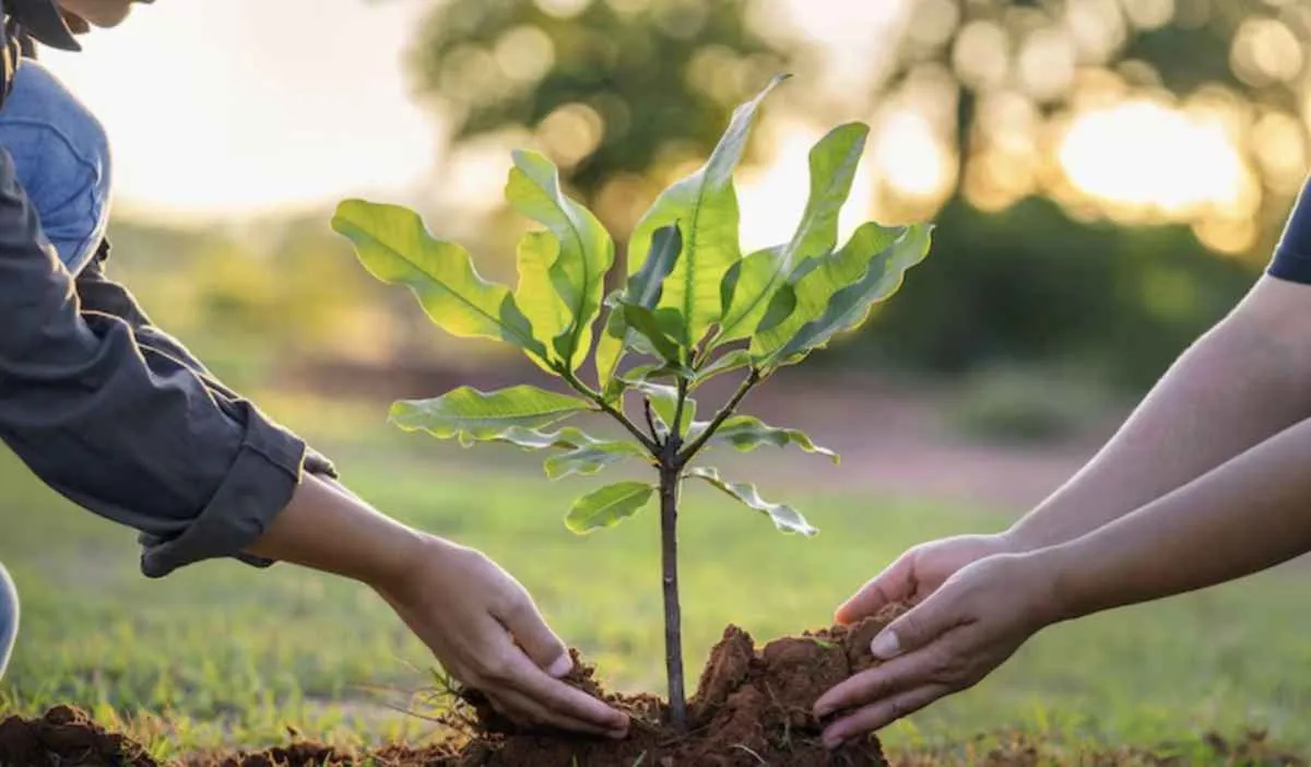 Produtores rurais fortalecem conservação ambiental no Brasil