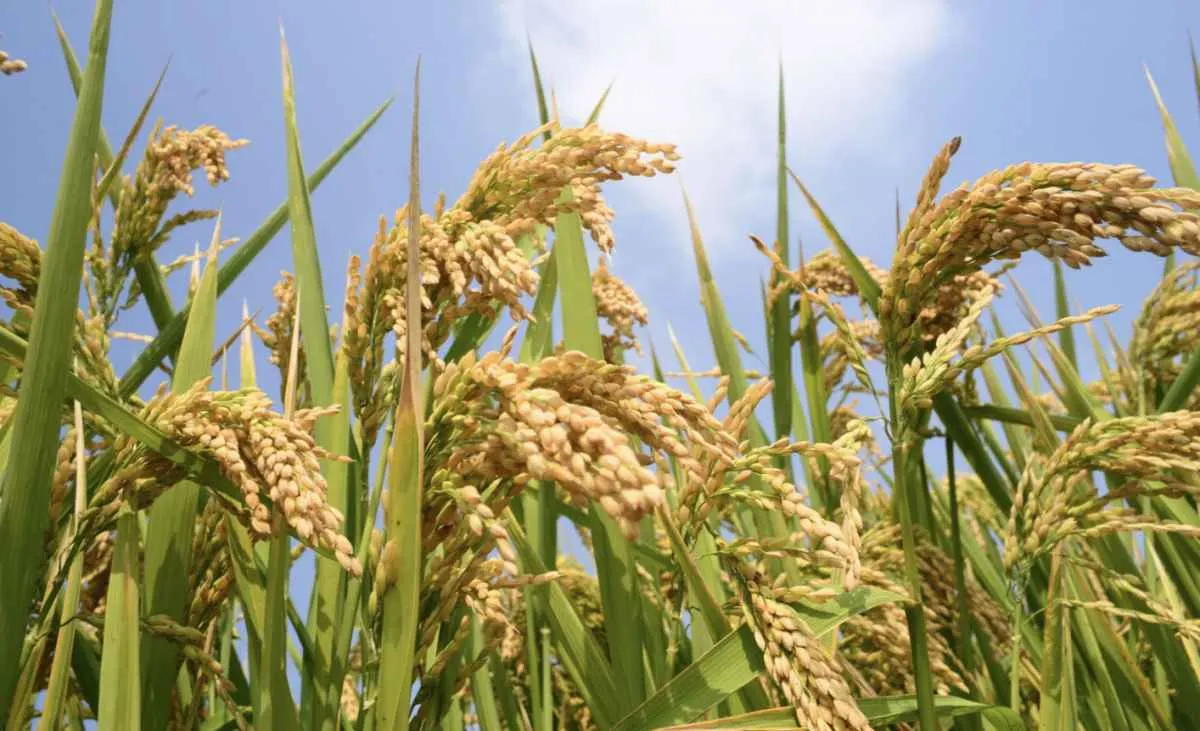 Arroz no RS tem negociações pontuais e foco nos leilões oficiais