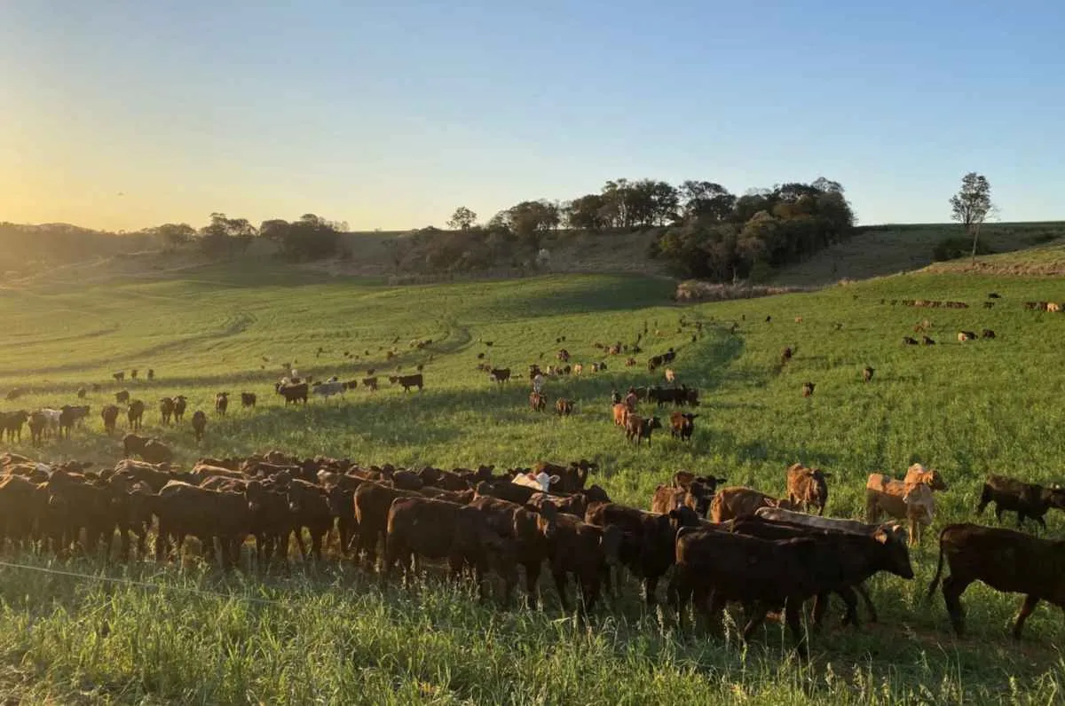 Portaria da Adapar reforça controle contra brucelose e tuberculose bovina no Paraná