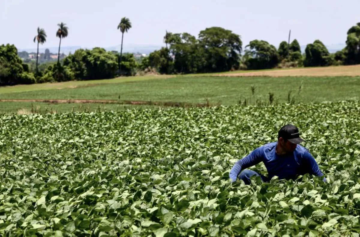 Seguro rural em SP cresce 56,8% em três anos e lidera investimentos no país