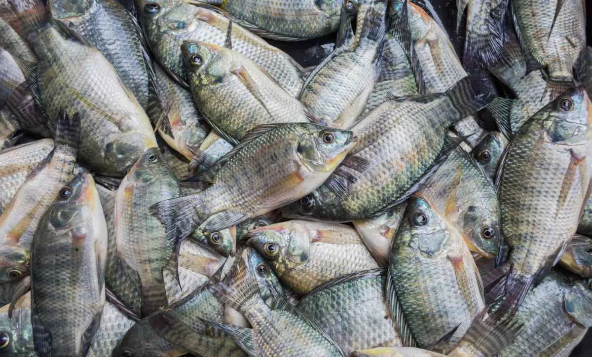 Acordo Mercosul-UE amplia oportunidades para tilápia e peixes nativos brasileiros na Europa
