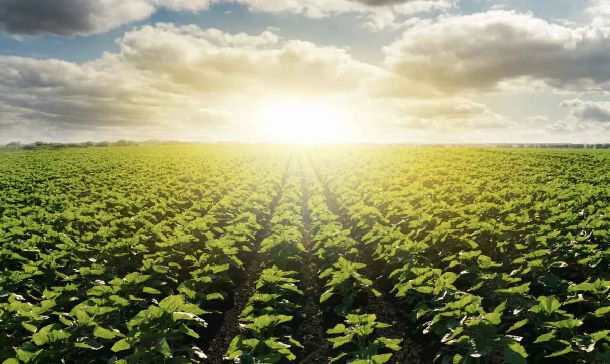 Agropecuária goiana consolida resultados positivos em 2025