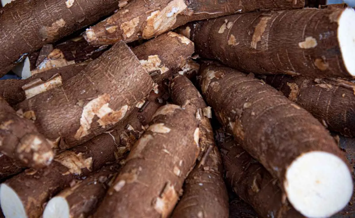 Produção de mandioca em 2026 deve ser menor e manter preços mais estáveis