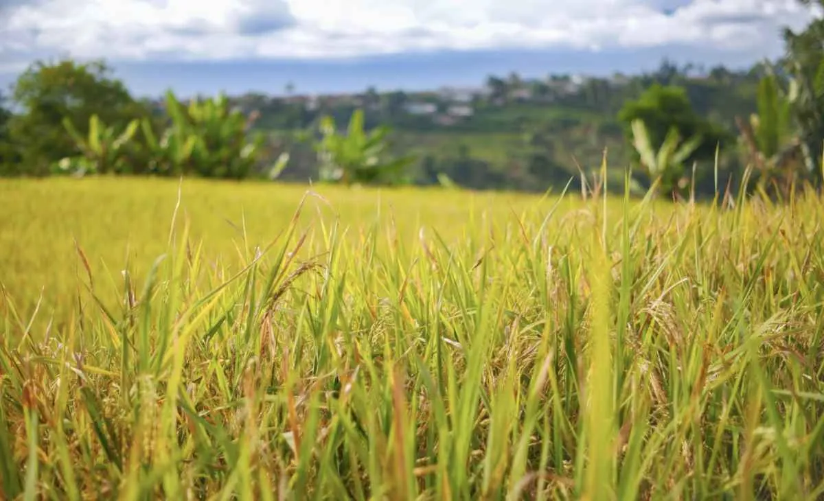 Nova etapa do PAA envolve mais de 200 agricultores familiares em Santa Catarina
