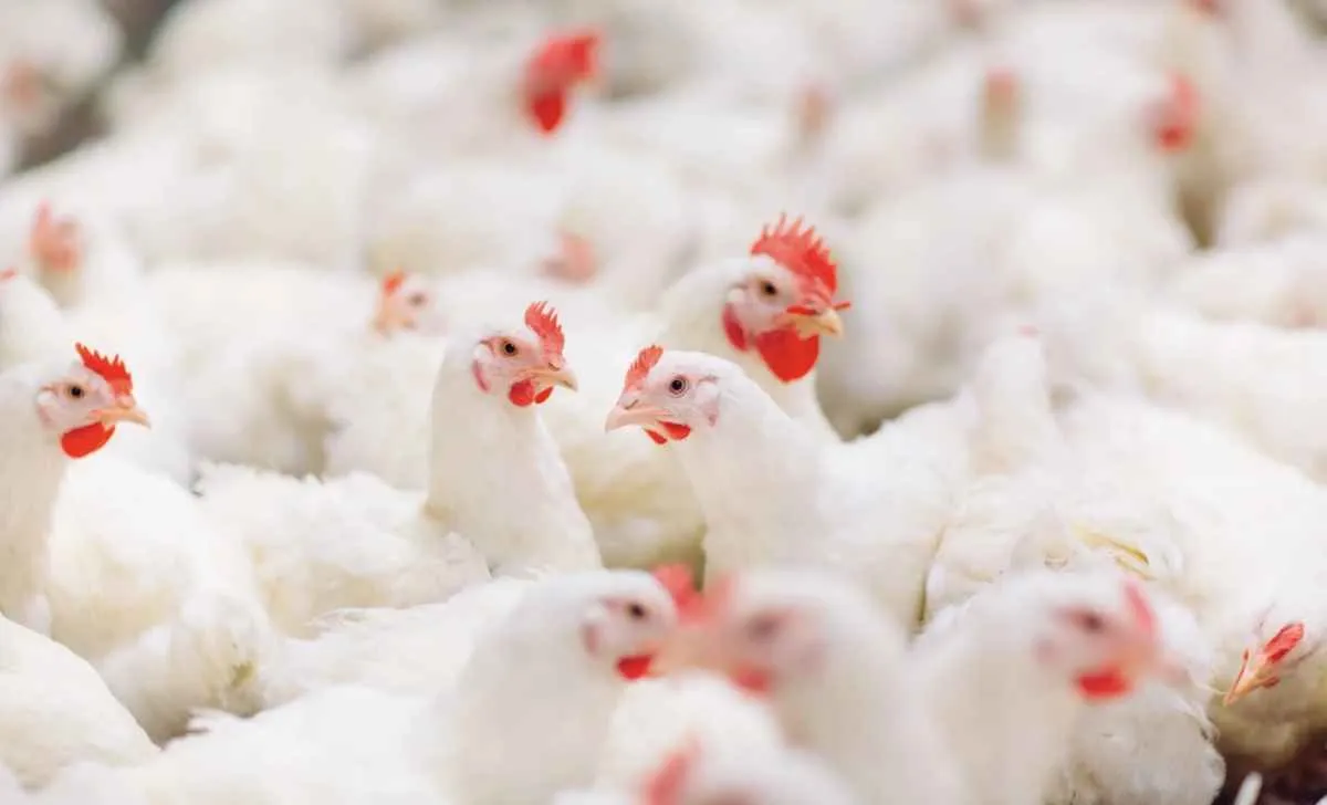 Queda do frango reduz poder de compra
