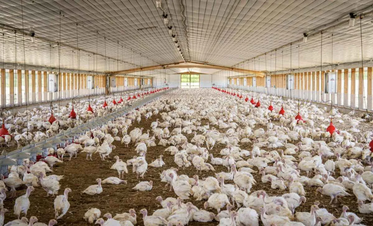 Preço médio do frango é o menor desde agosto/23