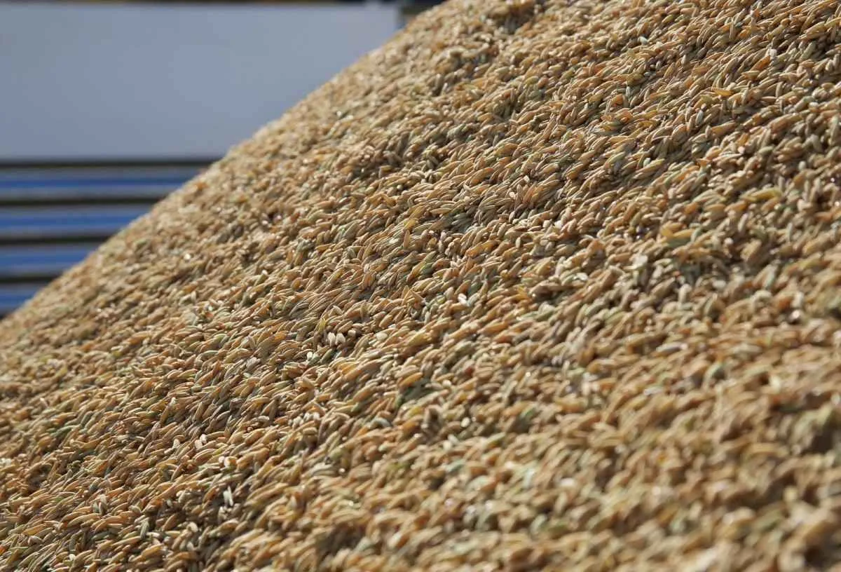 Tradings compram arroz a R$ 62 e avançam no escoamento