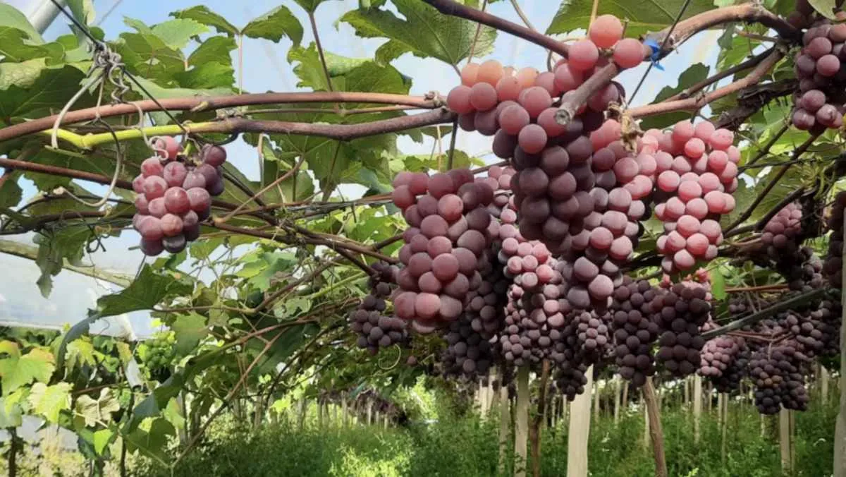 Qualidade da uva é favorecida pelas condições climáticas no RS