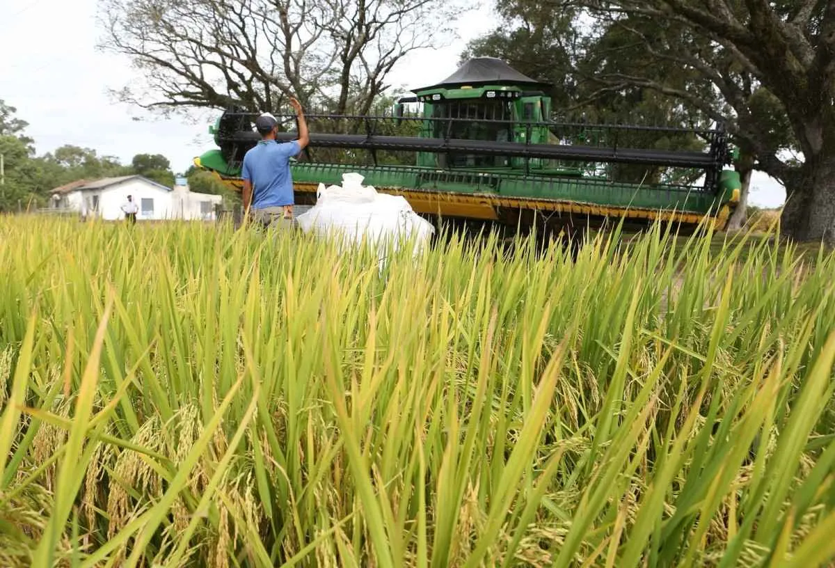 Abertura da Colheita do Arroz começa nesta terça