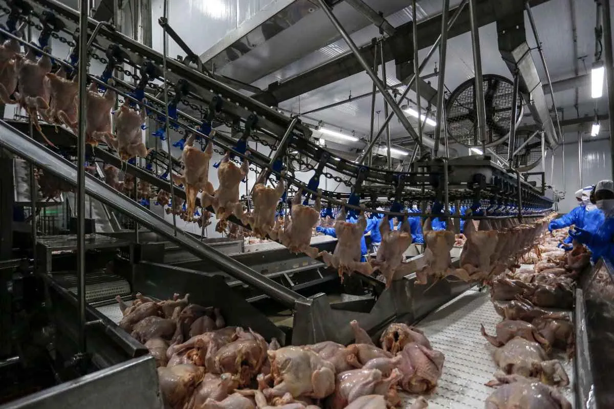 Adapar regulamenta inspeção de animais no PR