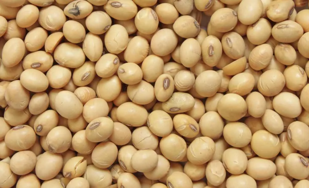 Soja tem preços estáveis com oferta elevada no Brasil