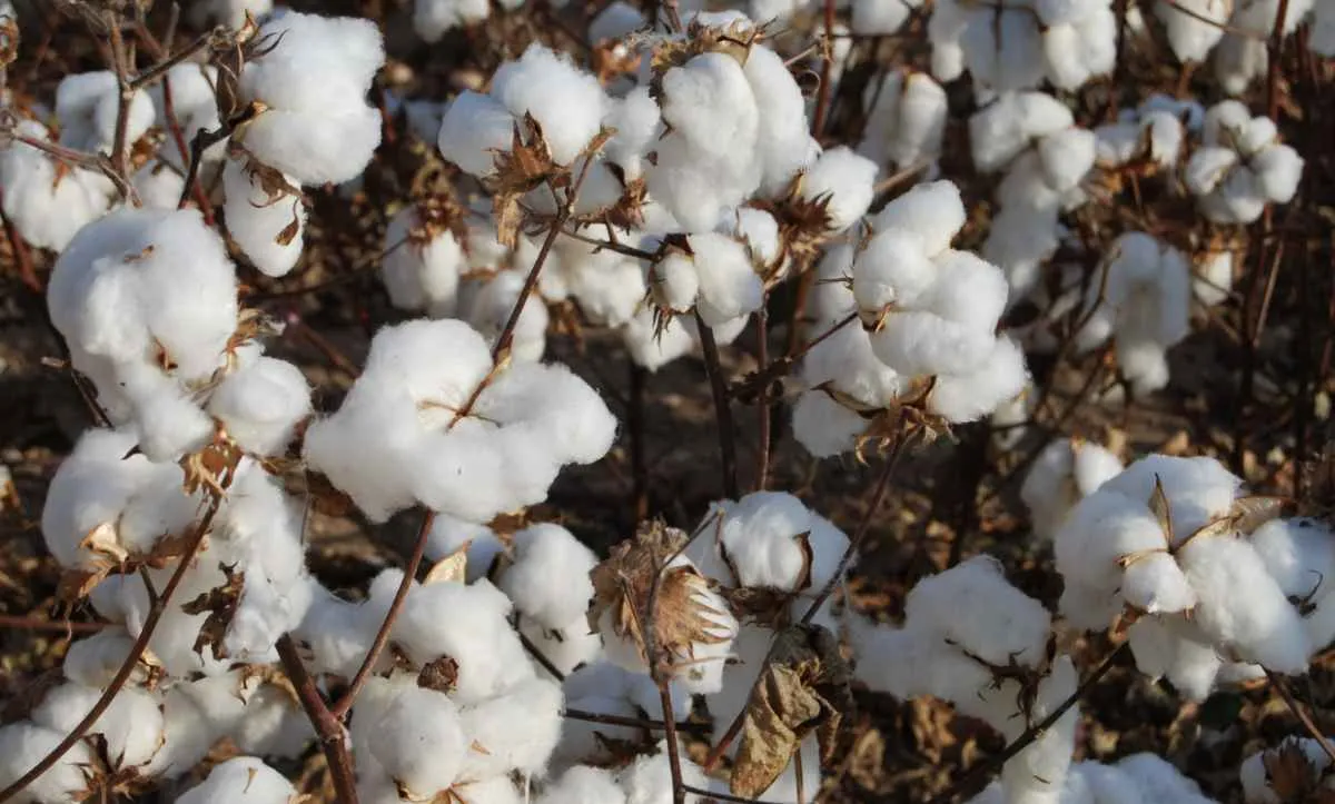 Preço do algodão atinge maior nível em 9 meses no Brasil