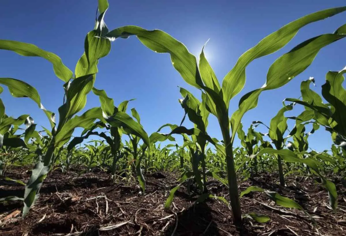 Fertilizantes caros pressionam custos da safra em MS