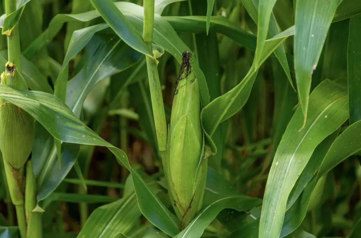 Milho safrinha transforma Mato Grosso em potência agrícola