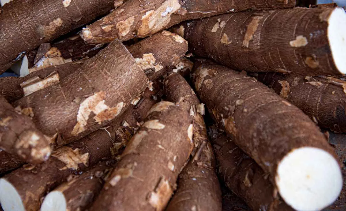 Mandioca tem preços sustentados por indústria ativa