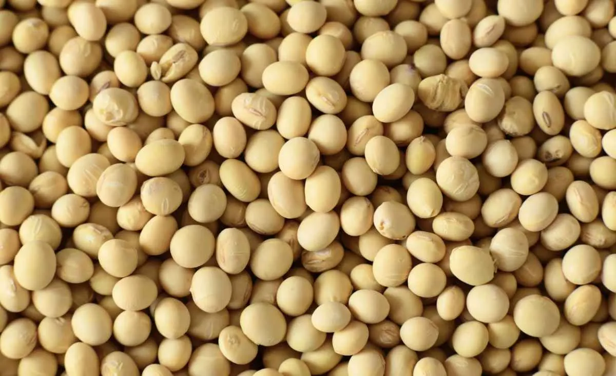 Soja abre semana estável com foco em clima e geopolítica