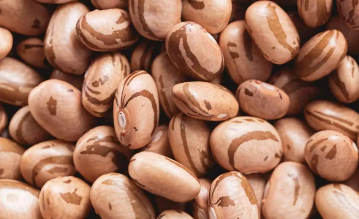 Feijão carioca sobe com oferta curta e demanda firme