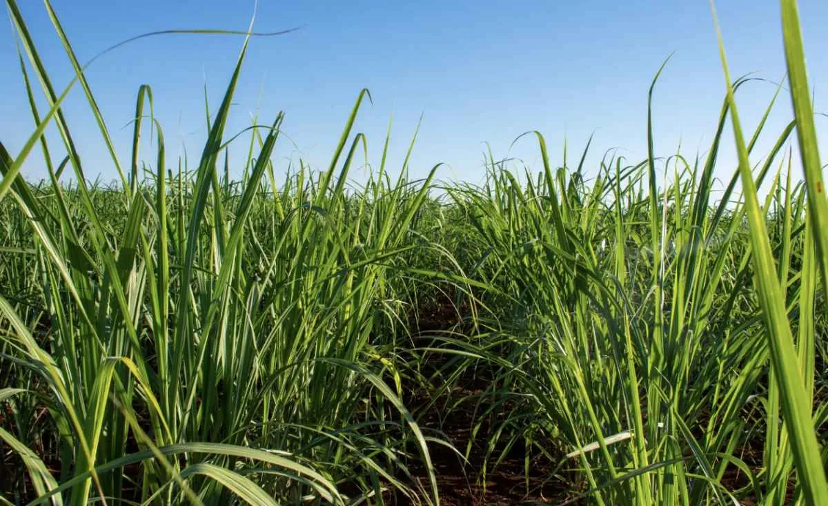 Safra de cana pode crescer 5,3% e chegar a 709 mi t