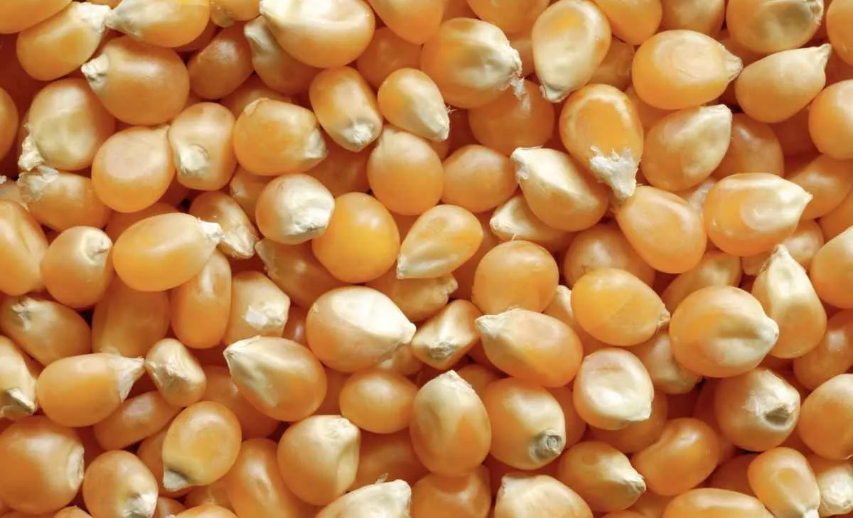 Milho inicia semana com leve alta e mercado cauteloso