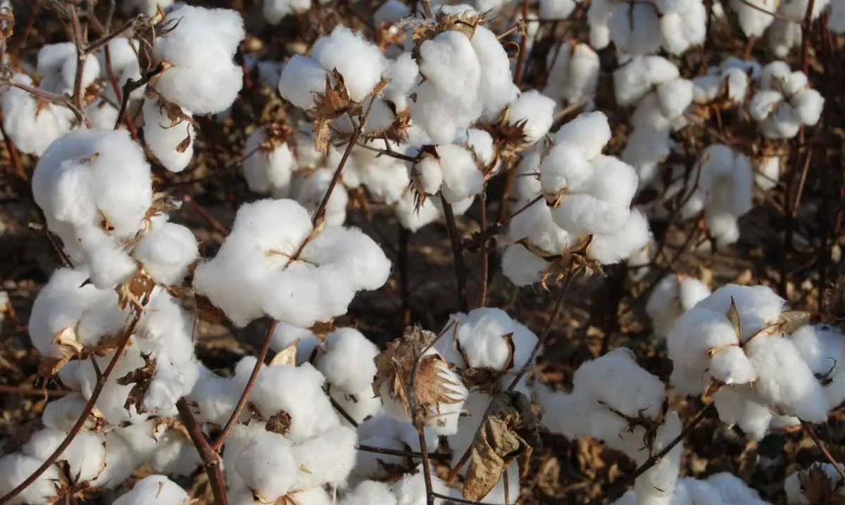 Safra de algodão deve chegar a 3,86 mi t no Brasil