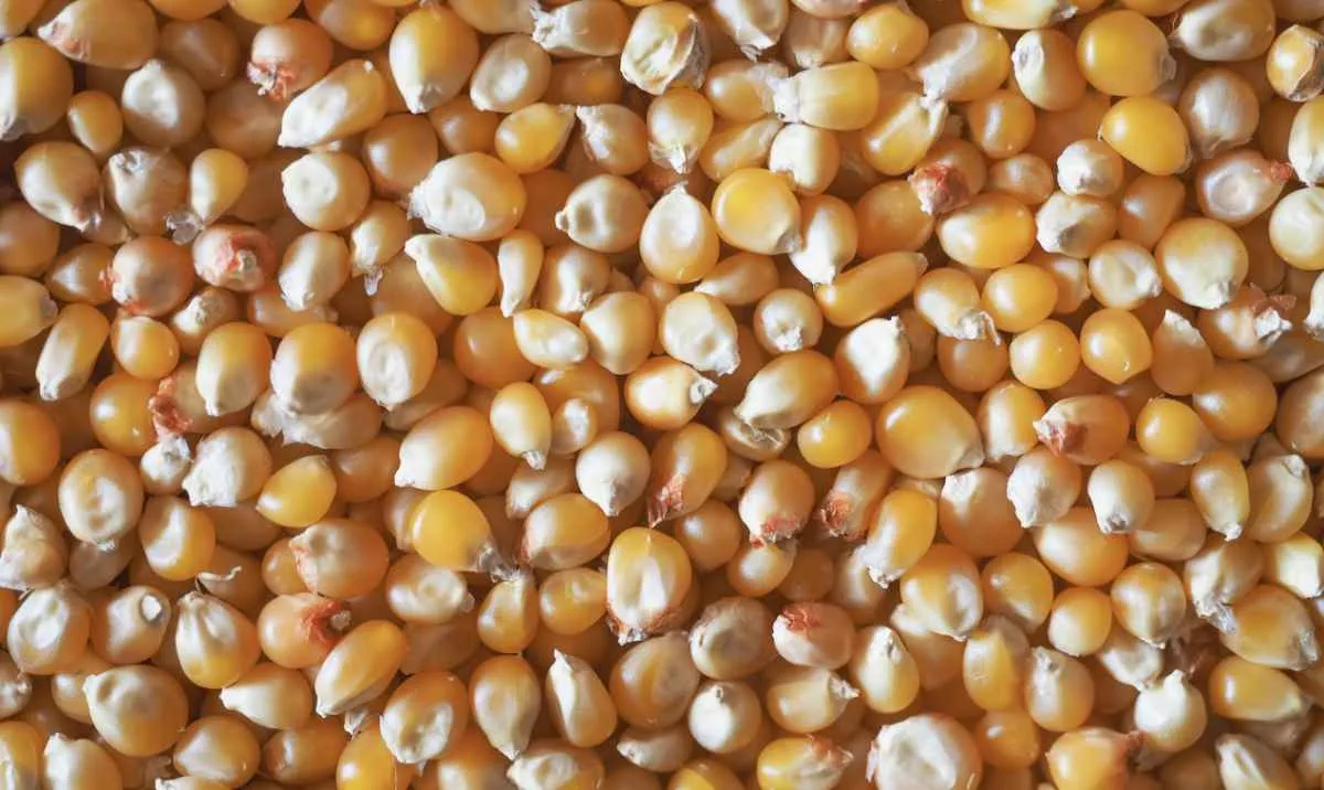 Mercado de milho foca no clima e trava negociações