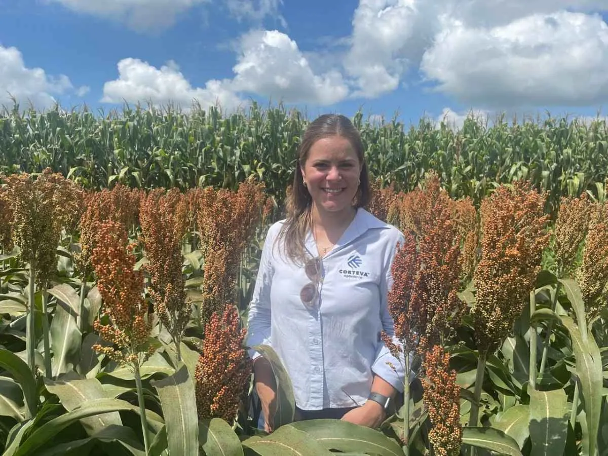 O desafio da lagarta-do-cartucho na Safrinha de Milho do Paraná