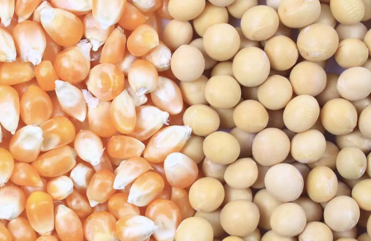 Soja e milho sobem com clima e mercado externo no radar