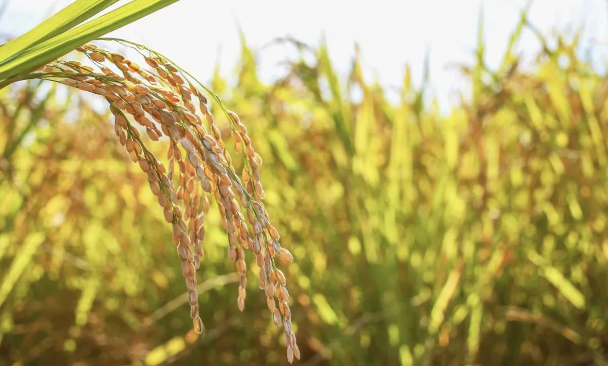 Arroz recua no RS com demanda fraca e colheita avançando