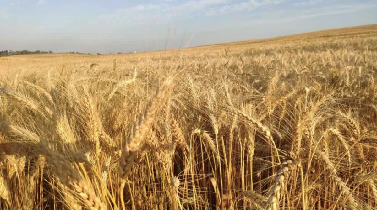 El Niño preocupa produtores de trigo no Sul do Brasil